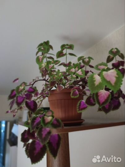 Колеус.Хамедорея.Детки.Комнатные растения и цветы