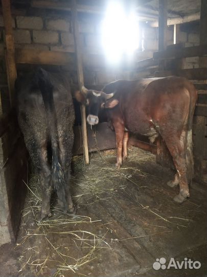 Продажа :бычек