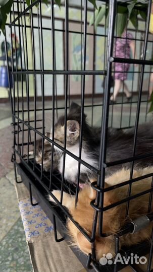 Котята в добрые руки приучены к лотку