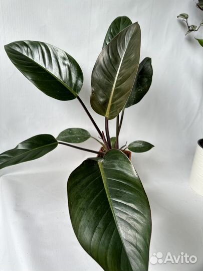 Филодендрон роджо конго