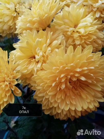 Хризантема