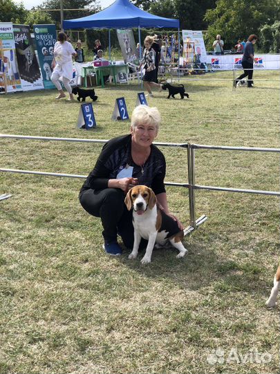 Вязка кобель бигль