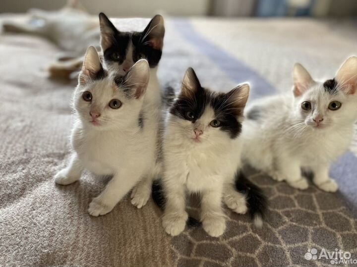 Потрясающие котята от домашней кошечки