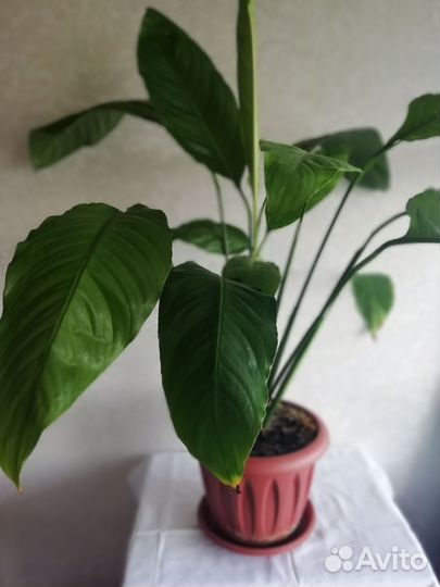 Спатифиллум комнатное растение