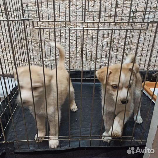 Собаки щенки бесплатно