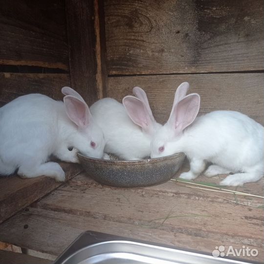 Кролики мясных пород