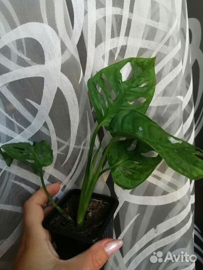 Монстера манки (адансона)