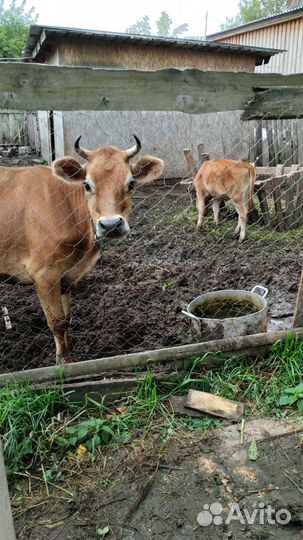 Продам джерсейскую тёлочку