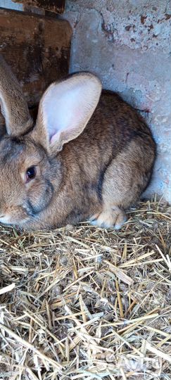 Продажа кроликов