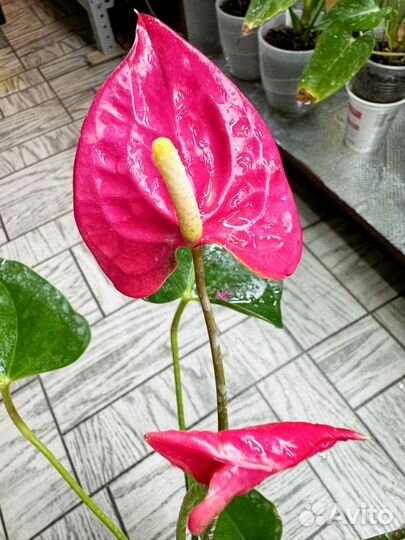 Антуриум Мэйн