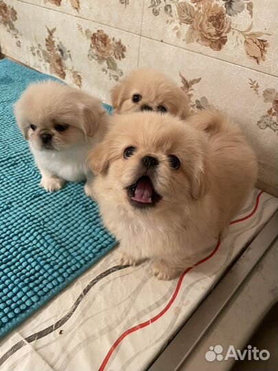 Щенки пекинеса
