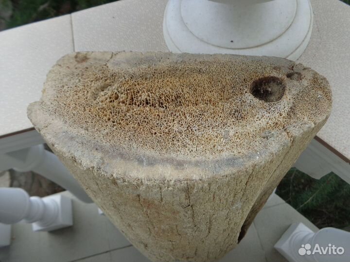 Берцовая кость мамонта