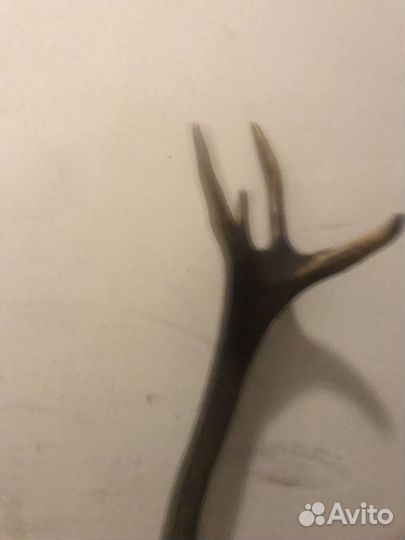 Продам рога оленя благородного