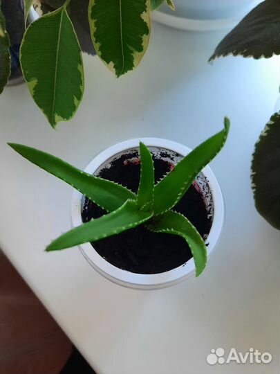 Алоэ сортовое