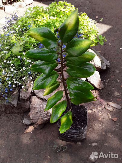 Замиокулькас,Глориоза,Дримиопсис