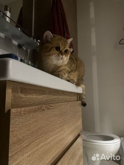 Кот Сэм готов к спариванию