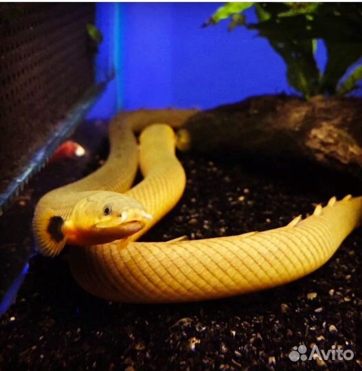 Каламоихт Калабарский