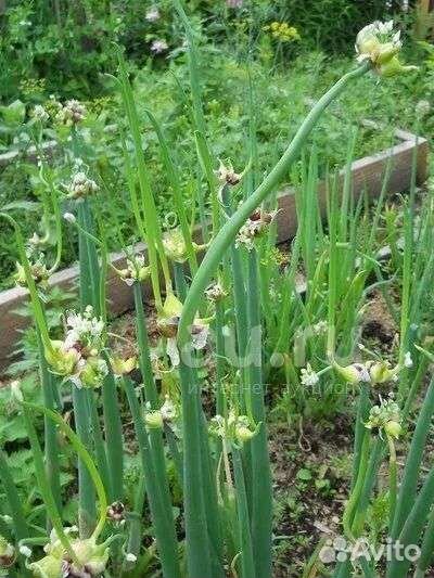 Многоярусный лук