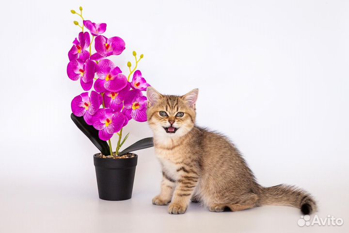 Британский котенок