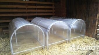 Парник бабочка