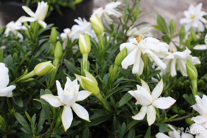 Компактные гардении