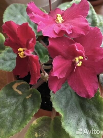 Сортовые фиалки, детки,листики