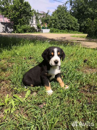Большой швейцарский зенненхунд