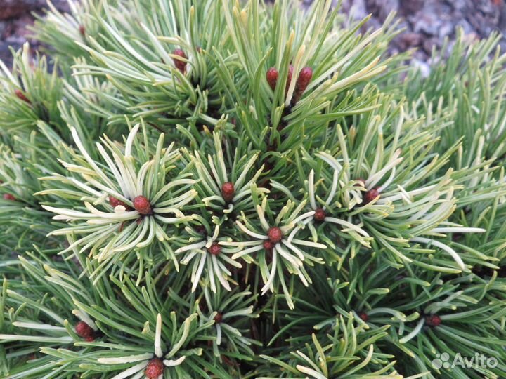 Сосна горная Милки Вей, Панох