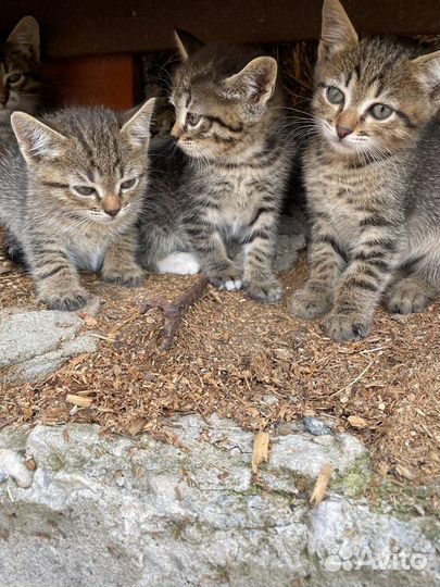 Кошка в дар