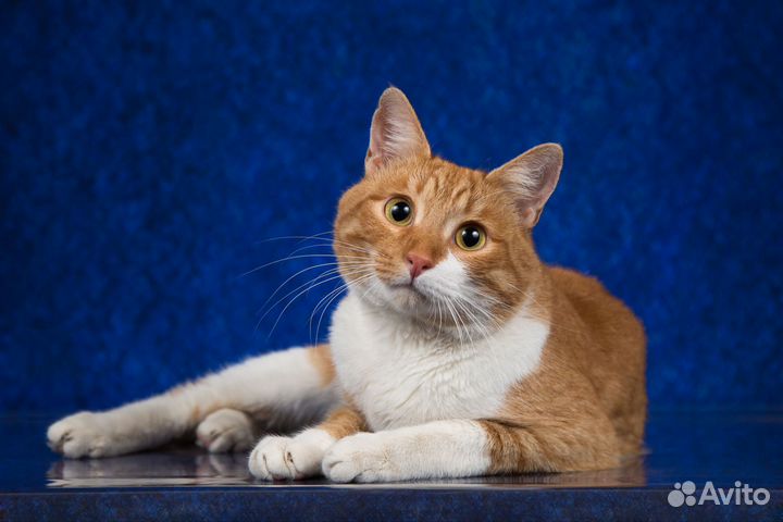 Отдам рыжего кота в добрые руки