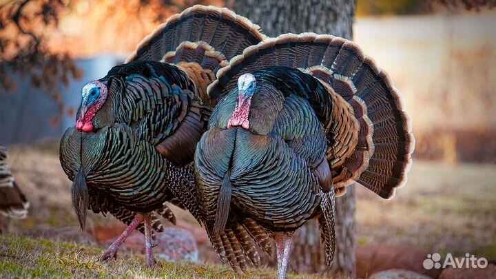 Ростовская обл.Вахта.Питание.Проживание