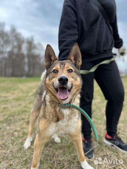 Собака Стёпа надеется на вас