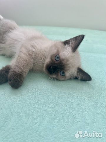 Продам тайского котенка объявление продам