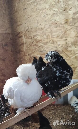 Алтайская Бентамка, чистая линия