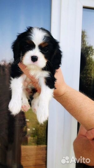 Кавалер кинг чарльз спаниель щенки