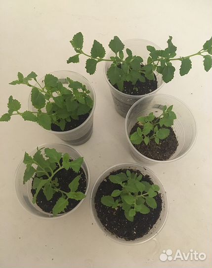 Рассада бакопы