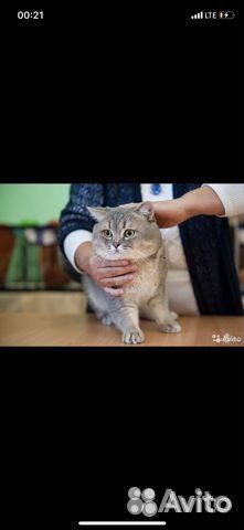 Британская кошечка