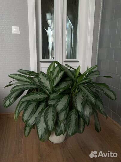 Аглаонема Сильвер Бэй silver BAY