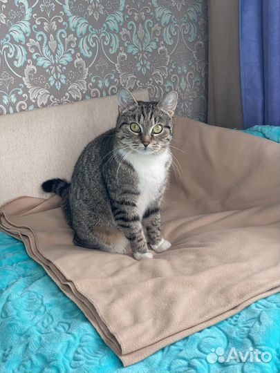 Очень ищет дом кошечка