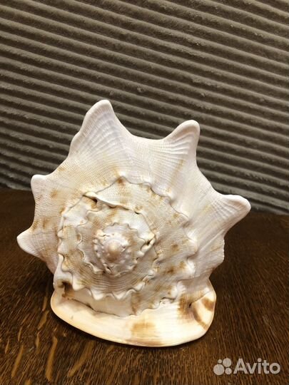 Ракушка 20х18 см