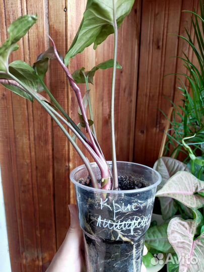 Сингониум кристмас