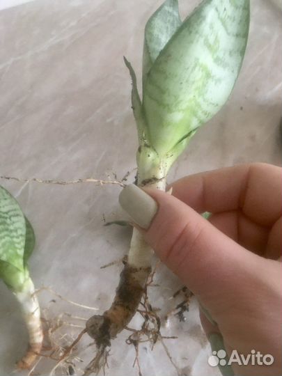 Сансевиерия