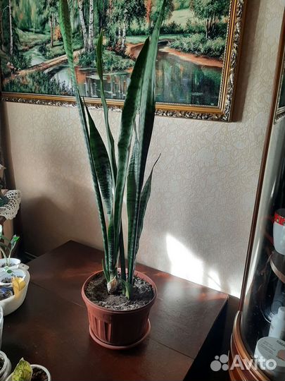 Сансевиерия сортовая