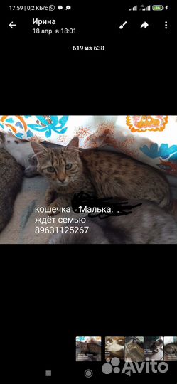 Котята в добрые руки