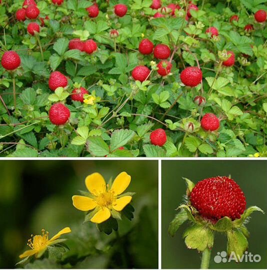 Садовые растения (многолетники)