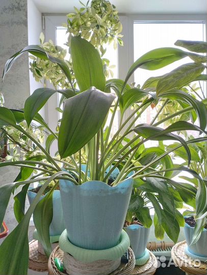 Комнатные цветы продам