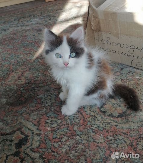 Кошки в добрые руки