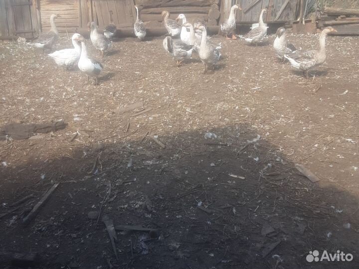 Гуси серые и холмогоры