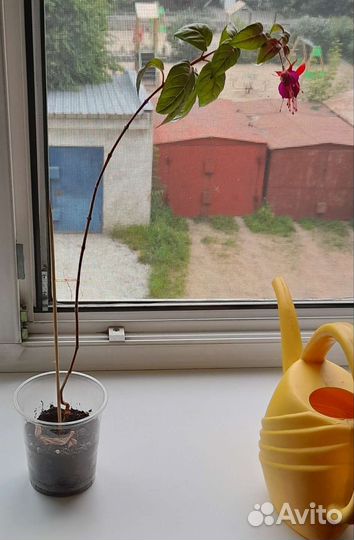 Черенок фуксии