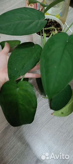 Сингониум макрофиллум